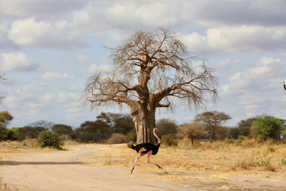 tarangire national park