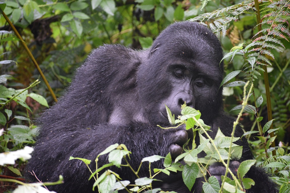 Home uganda gorilla trekking
