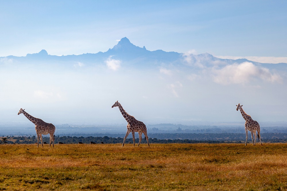 Home climb mount kenya