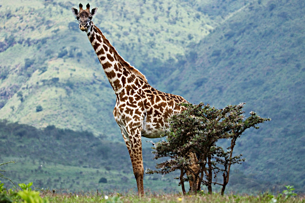 silsah adventures serengeti